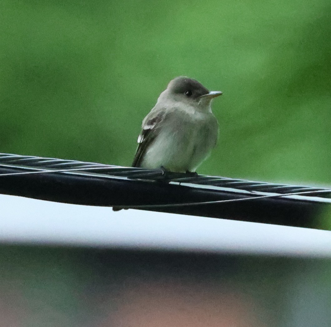 Eastern Wood-Pewee - E J