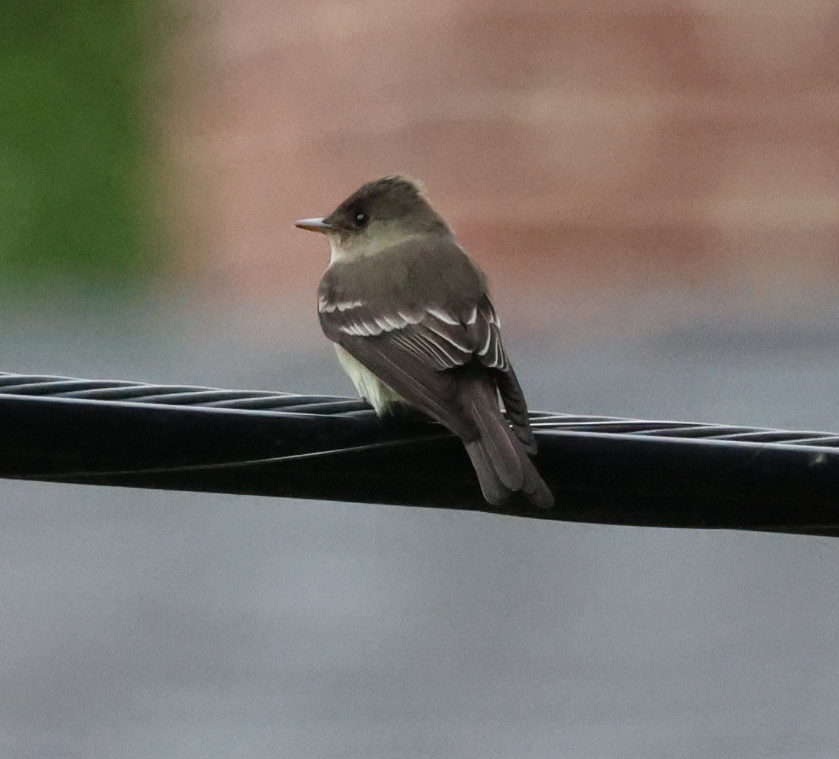 Eastern Wood-Pewee - E J