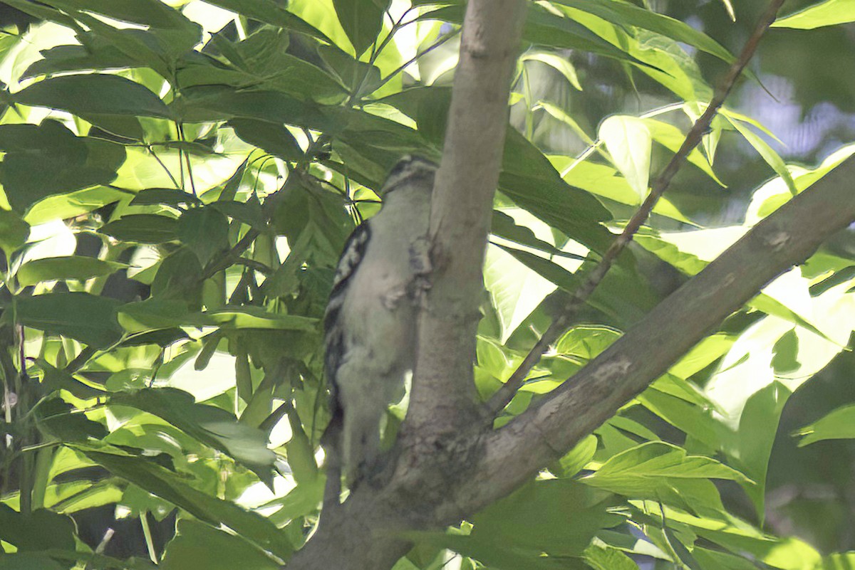 Hairy Woodpecker - Jim Tonkinson