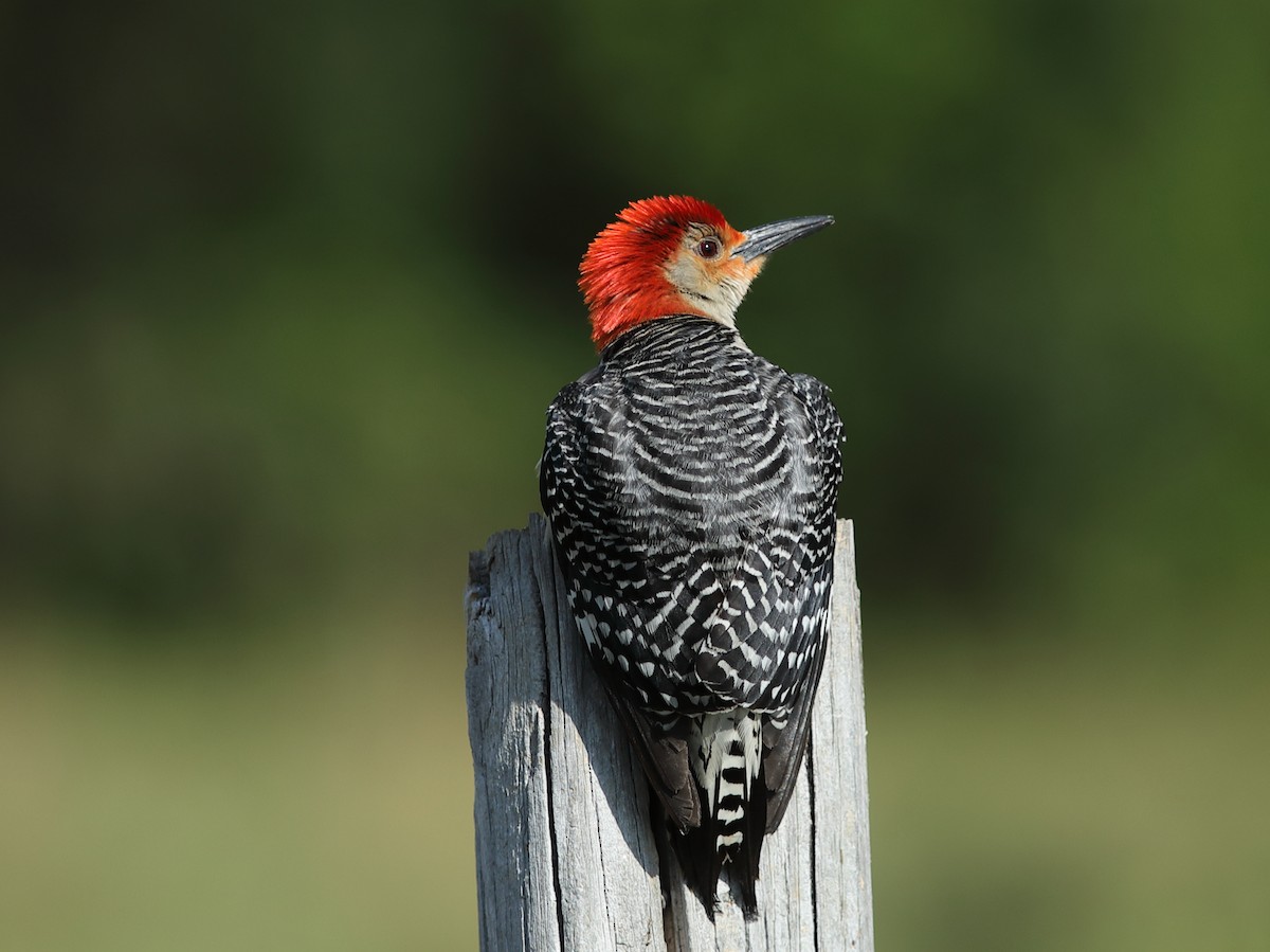 Red-bellied Woodpecker - ML619620313