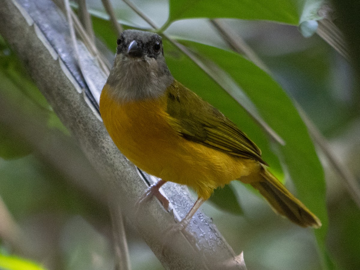 Gray-headed Tanager - Rene sun