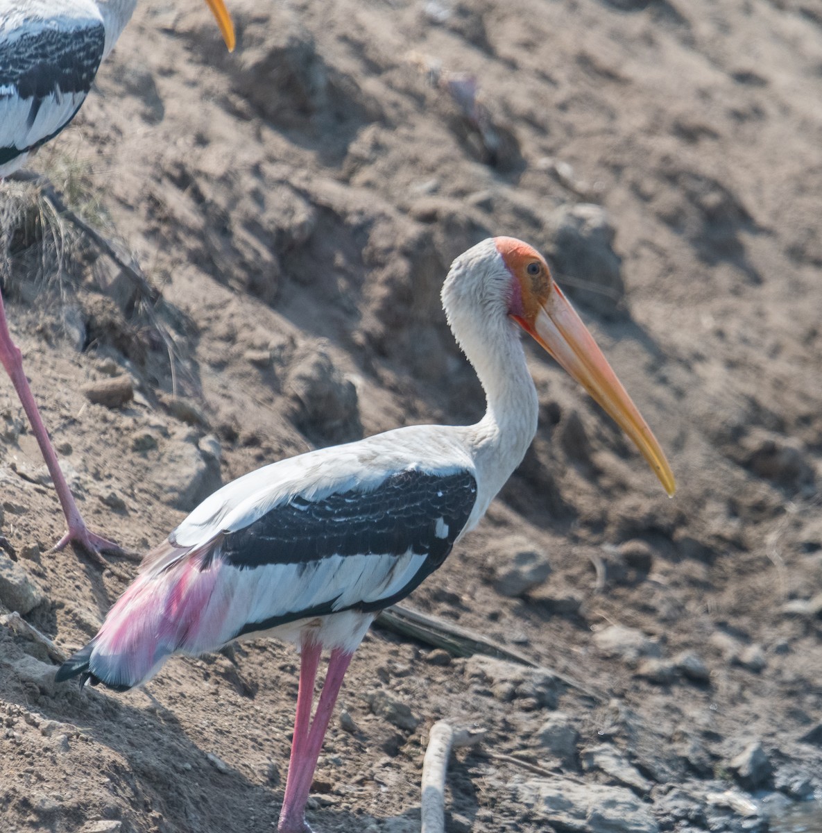 Painted Stork - Ayaz Mansuri