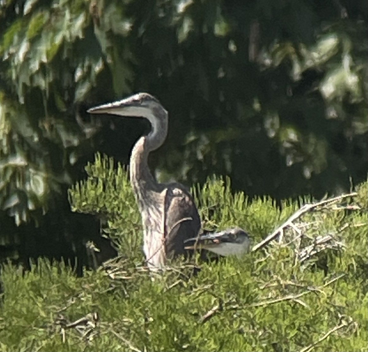 Great Blue Heron - ML619620331