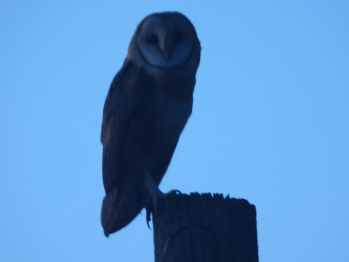 Barn Owl - Tom Wuenschell