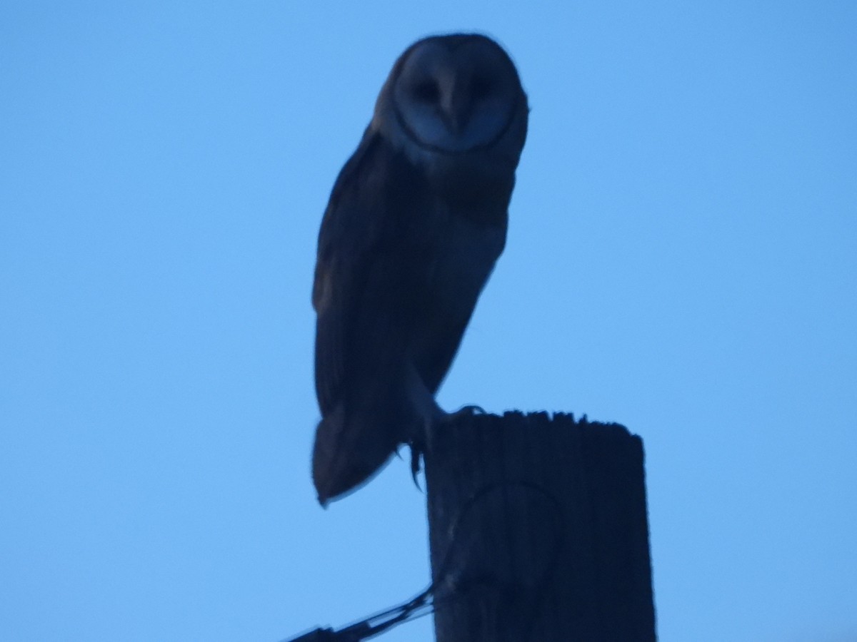 Barn Owl - Tom Wuenschell