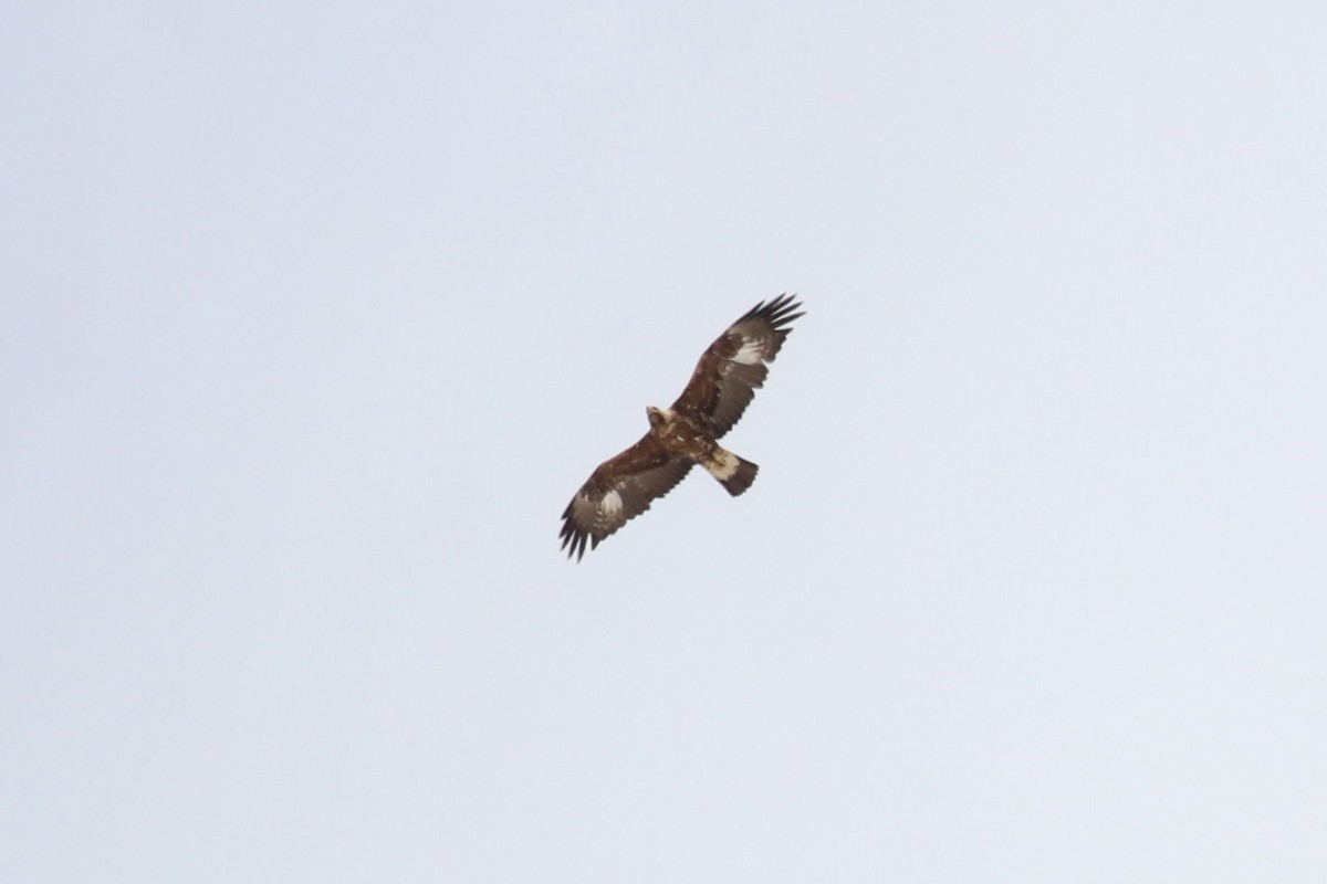 Águila Real - ML619620342