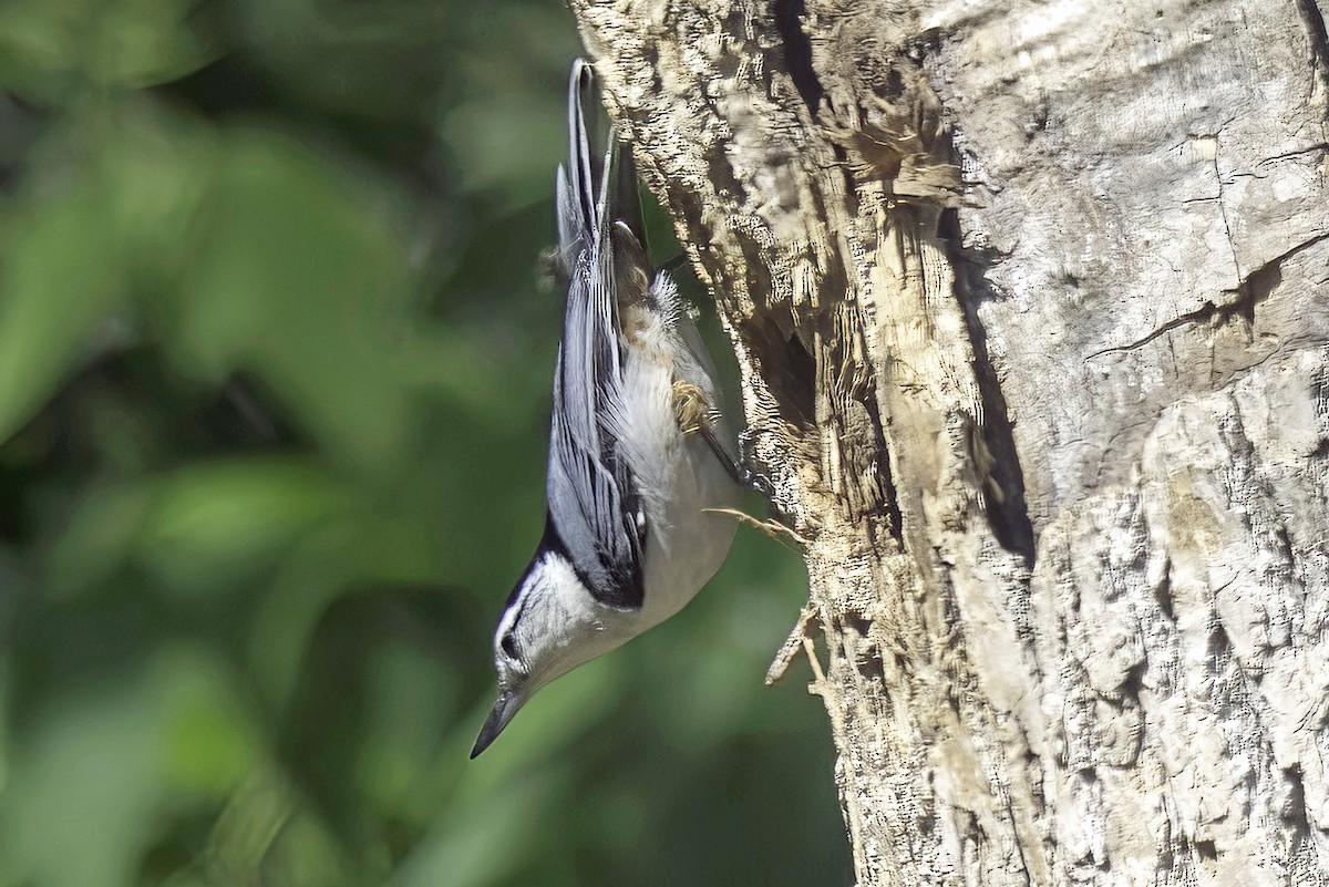 White-breasted Nuthatch - Jim Tonkinson