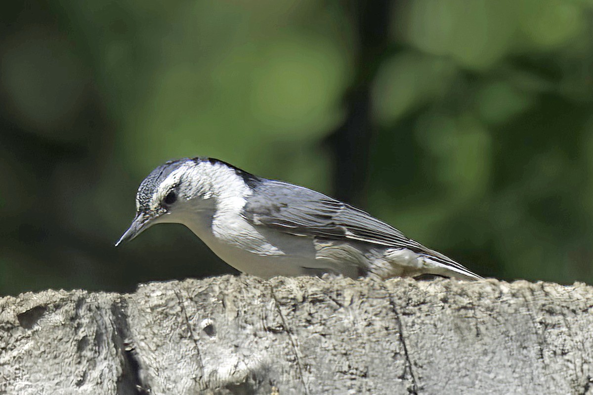 White-breasted Nuthatch - Jim Tonkinson