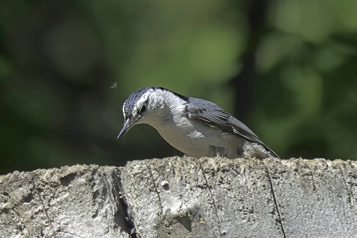 White-breasted Nuthatch - Jim Tonkinson