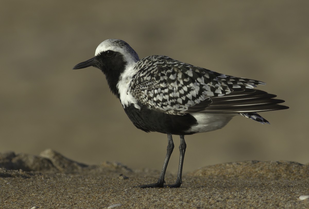 Black-bellied Plover - Andy Benson