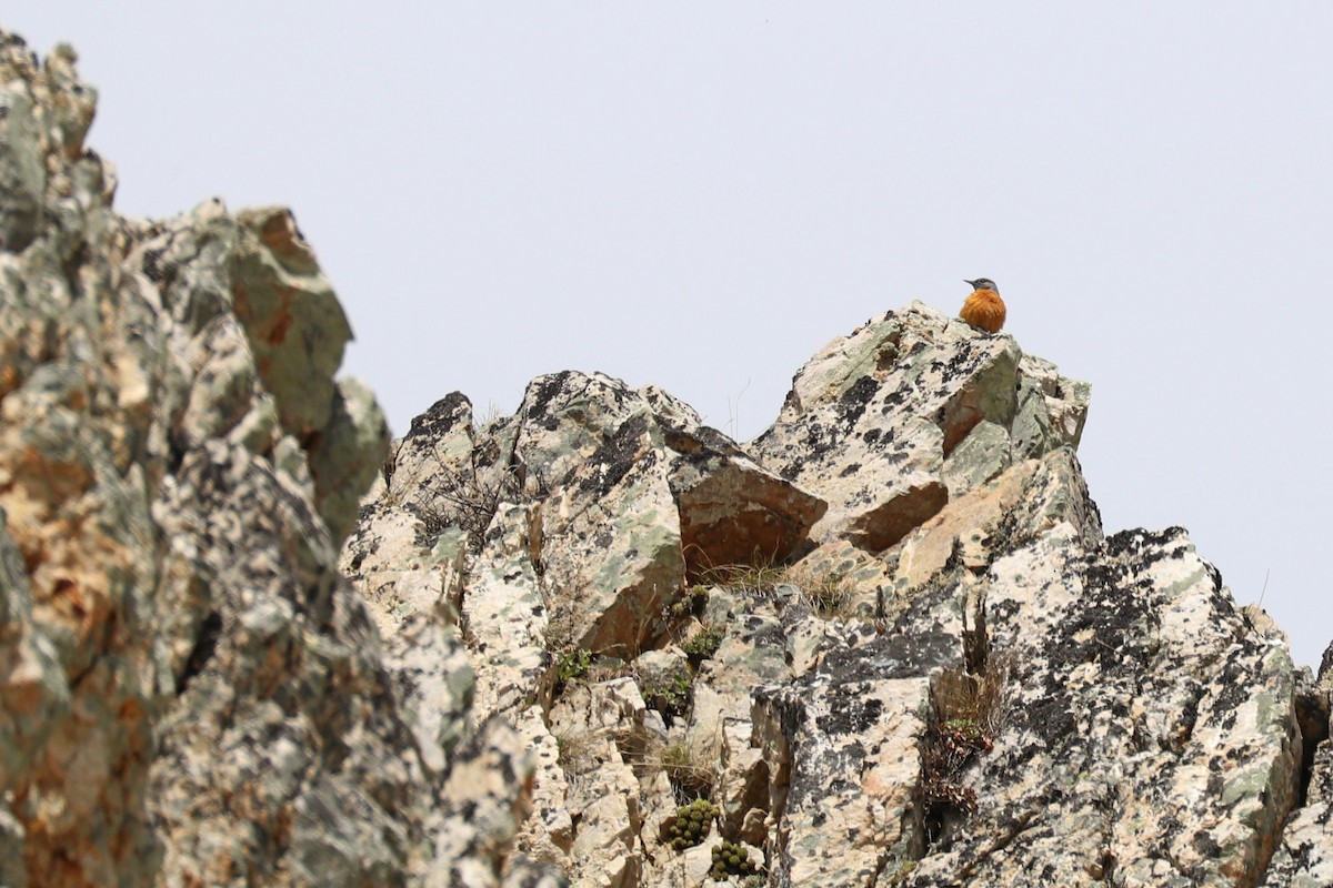 Rufous-tailed Rock-Thrush - Julien Lamouroux