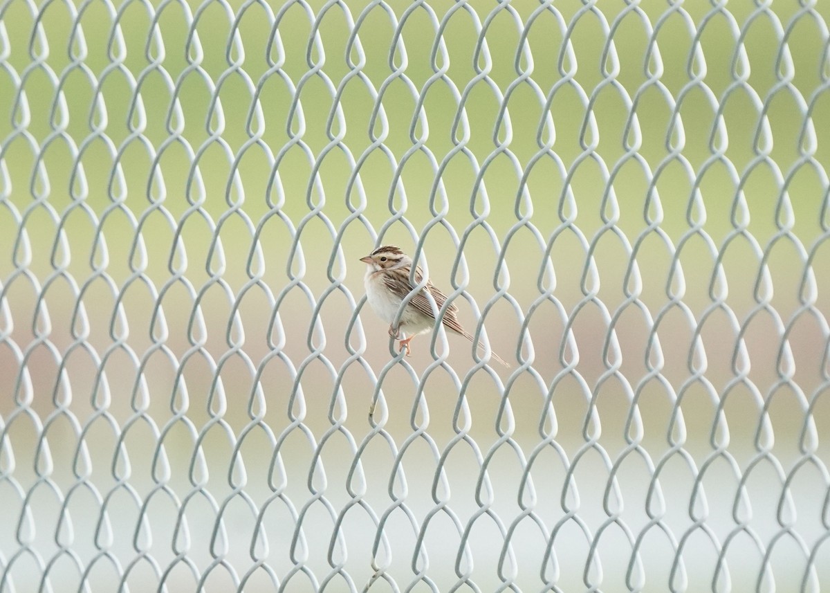 Clay-colored Sparrow - Pam Hardy