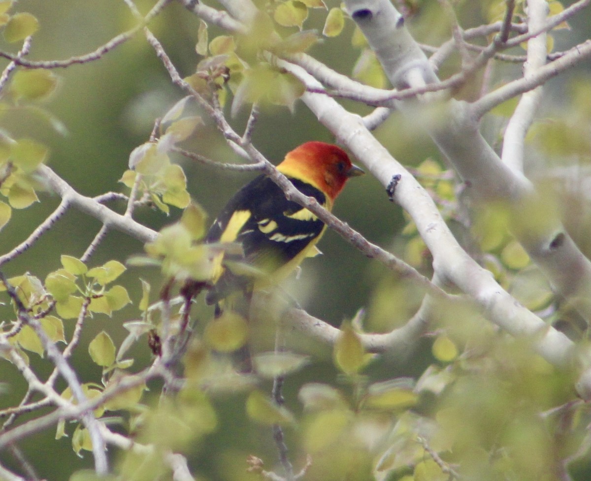 Western Tanager - Steve & Kristin Hentschel