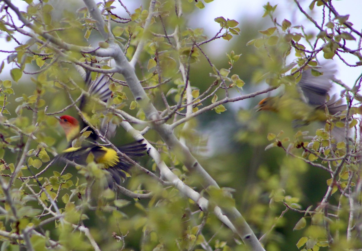 Western Tanager - Steve & Kristin Hentschel