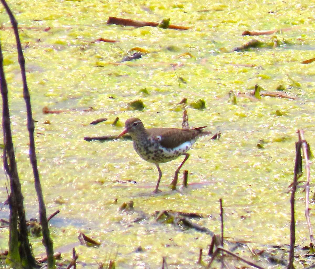 Spotted Sandpiper - Pat Sterbling