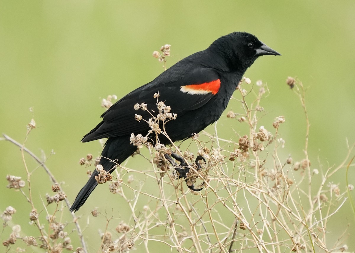 Red-winged Blackbird - Pam Hardy