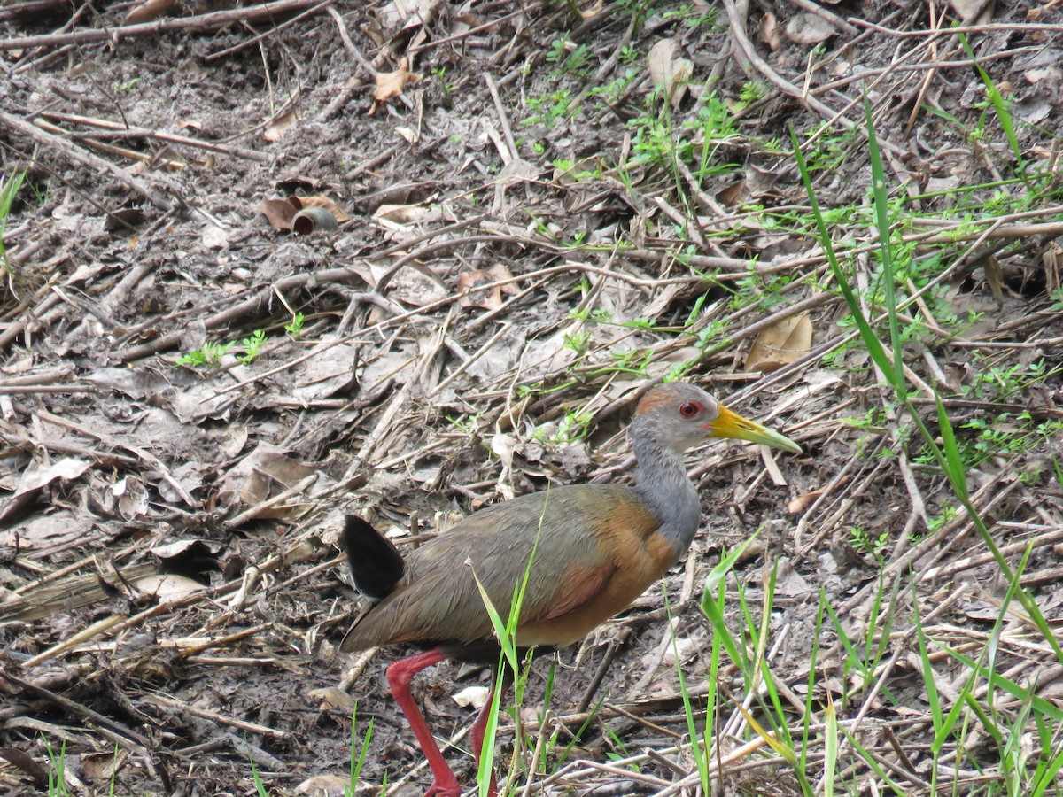 Russet-naped Wood-Rail - Sam Holcomb