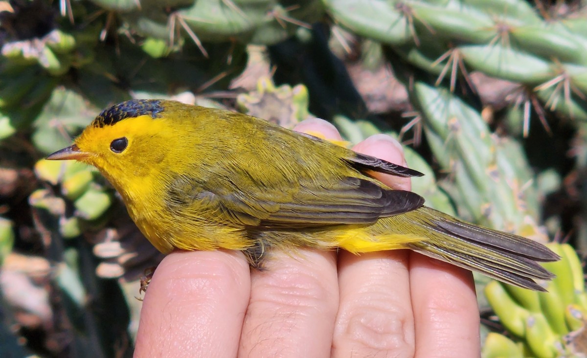 Wilson's Warbler - Nancy Cox