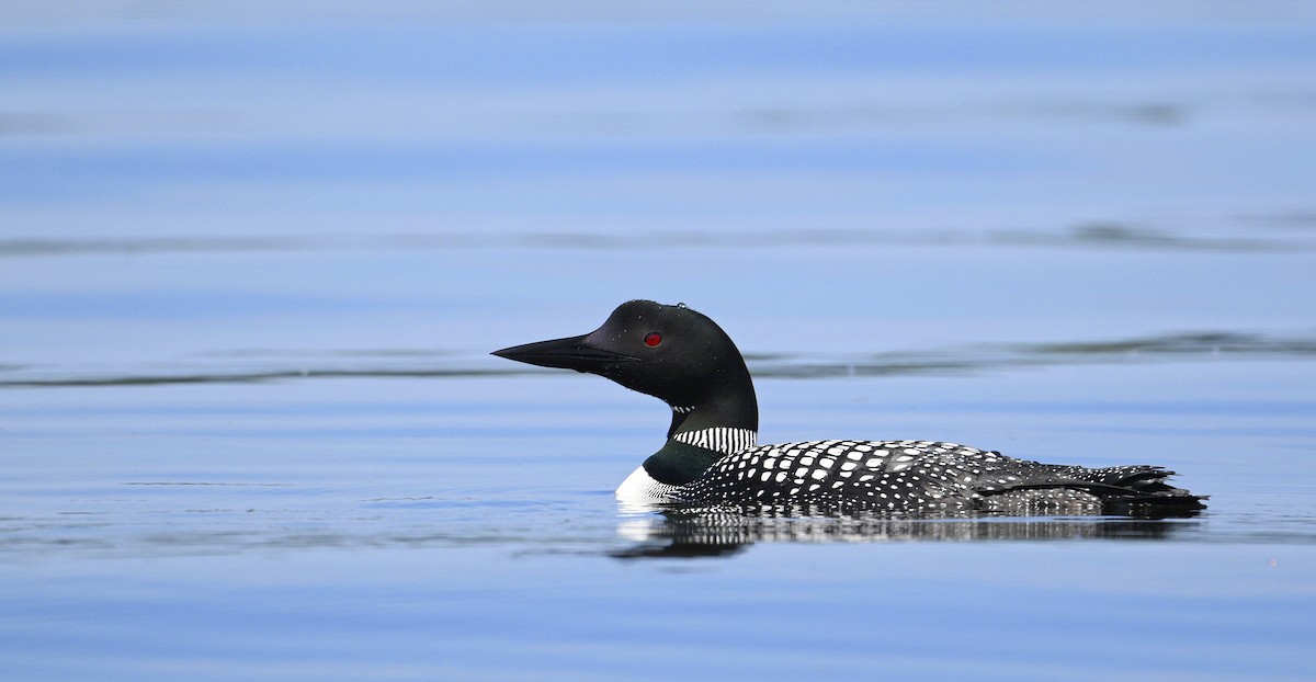 Common Loon - steve sampson