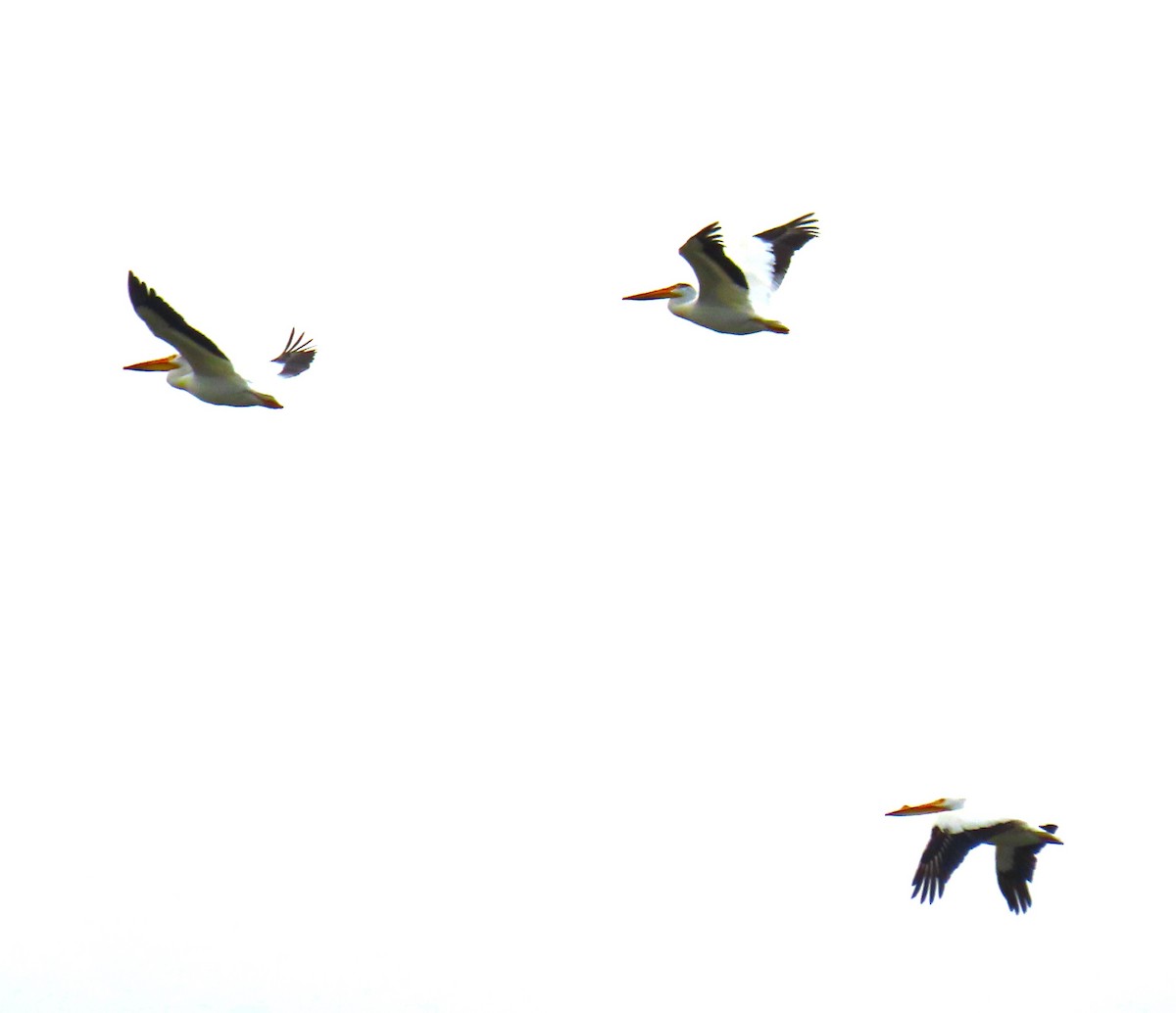 American White Pelican - Pat Sterbling