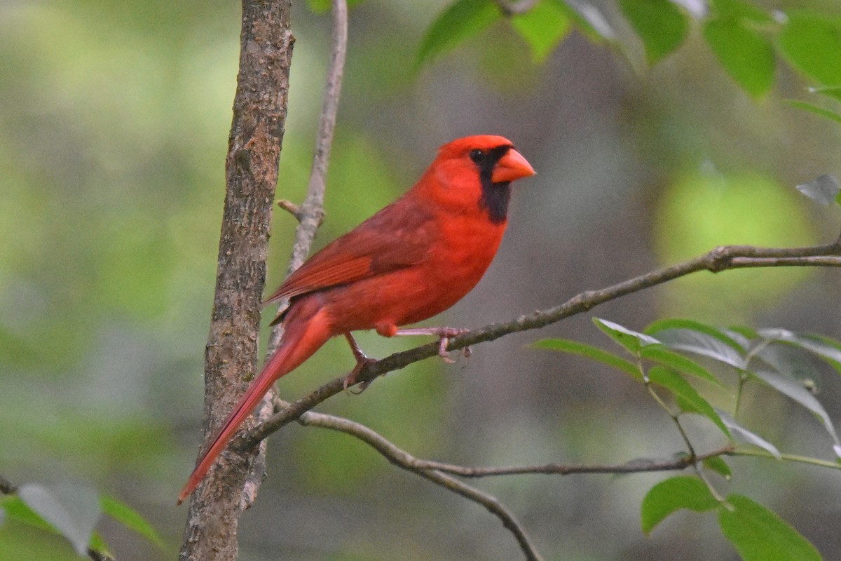 Northern Cardinal - Robin Nation