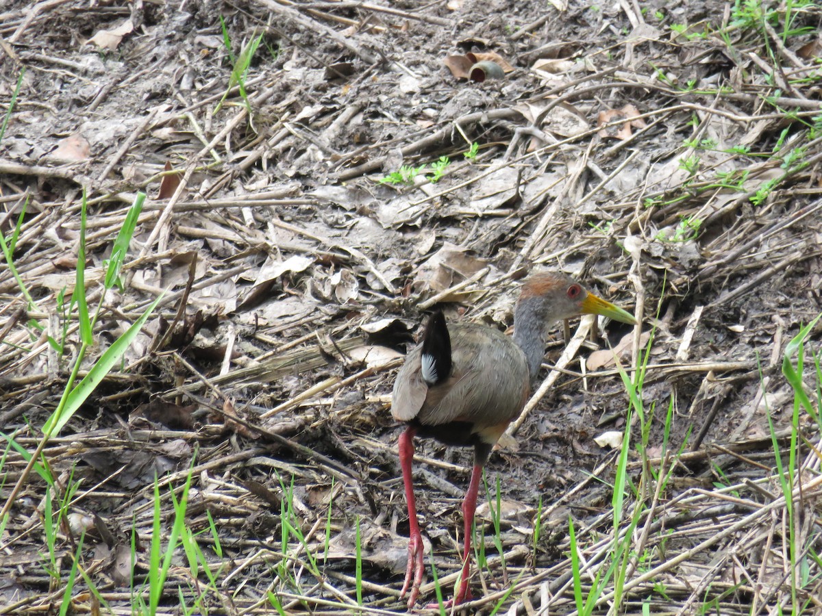 Russet-naped Wood-Rail - ML619620400