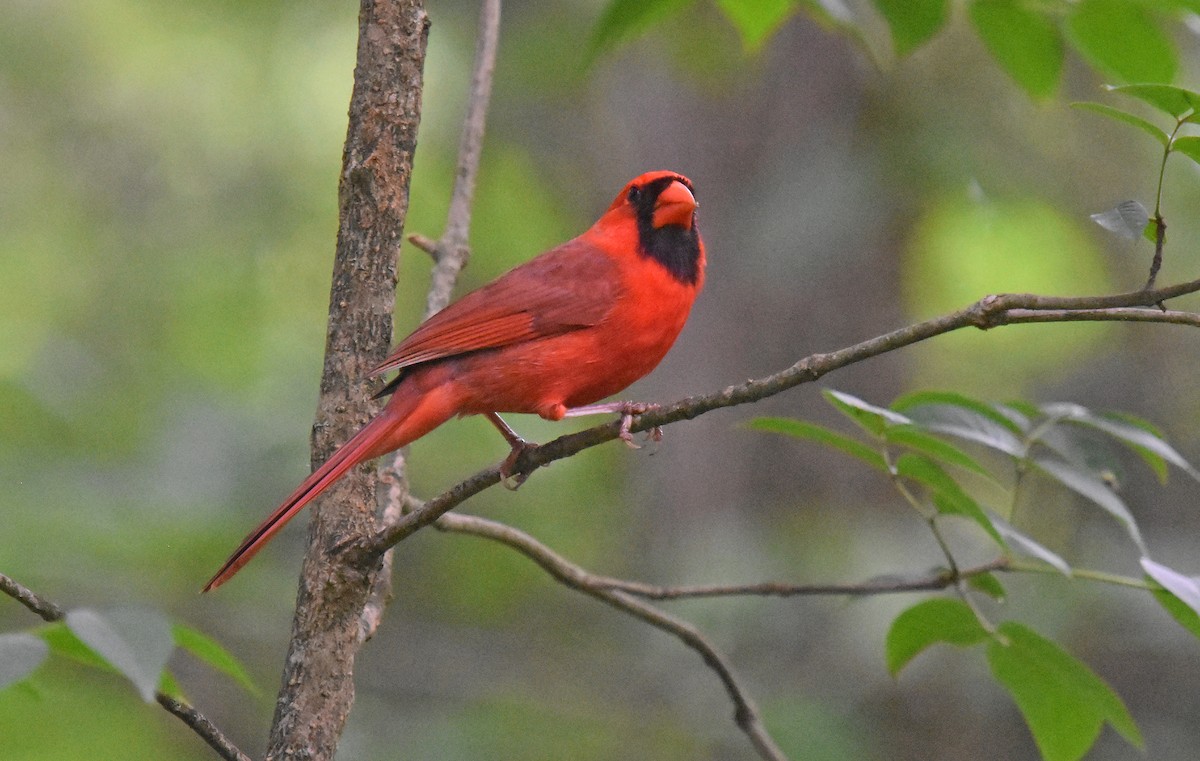 Northern Cardinal - Robin Nation