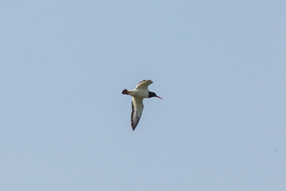 Eurasian Oystercatcher - Jock Hughes