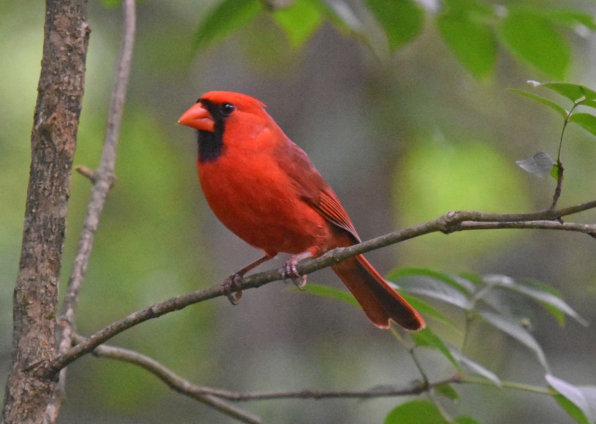 Northern Cardinal - Robin Nation