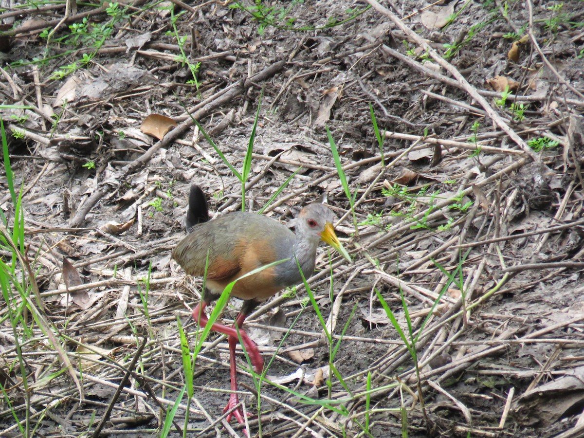 Russet-naped Wood-Rail - ML619620409