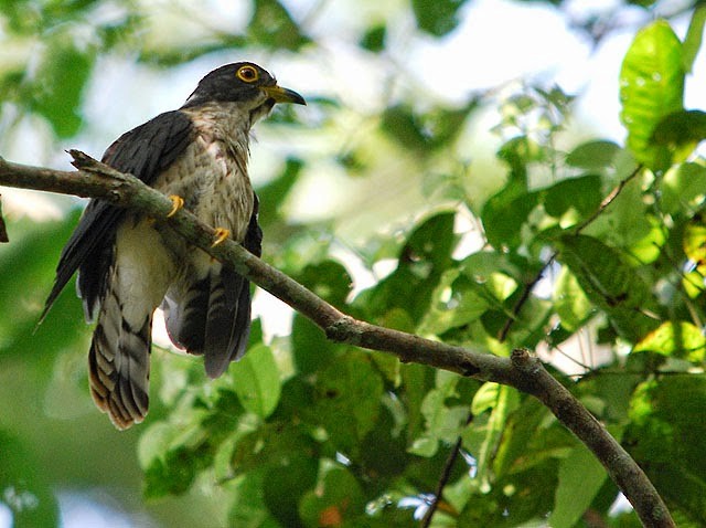 Malaysian Hawk-Cuckoo - ML61962041