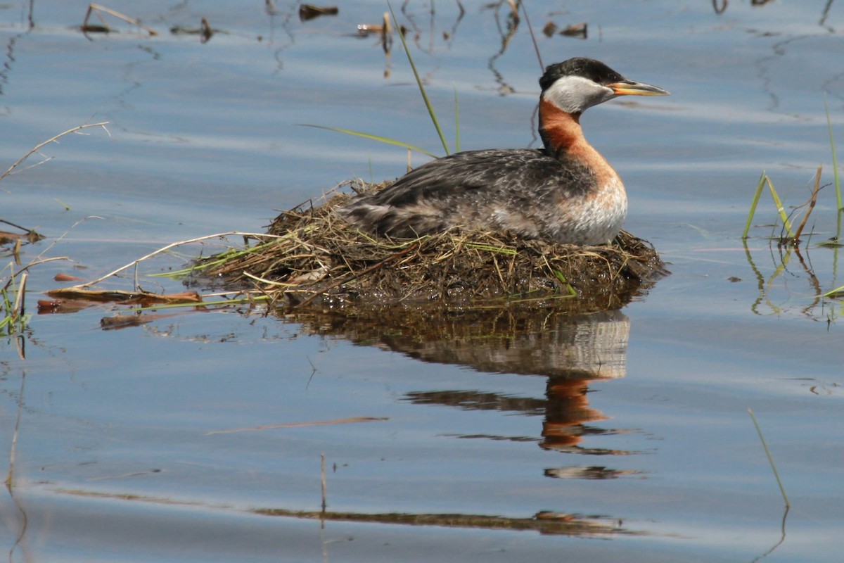 Red-necked Grebe - ML619620415