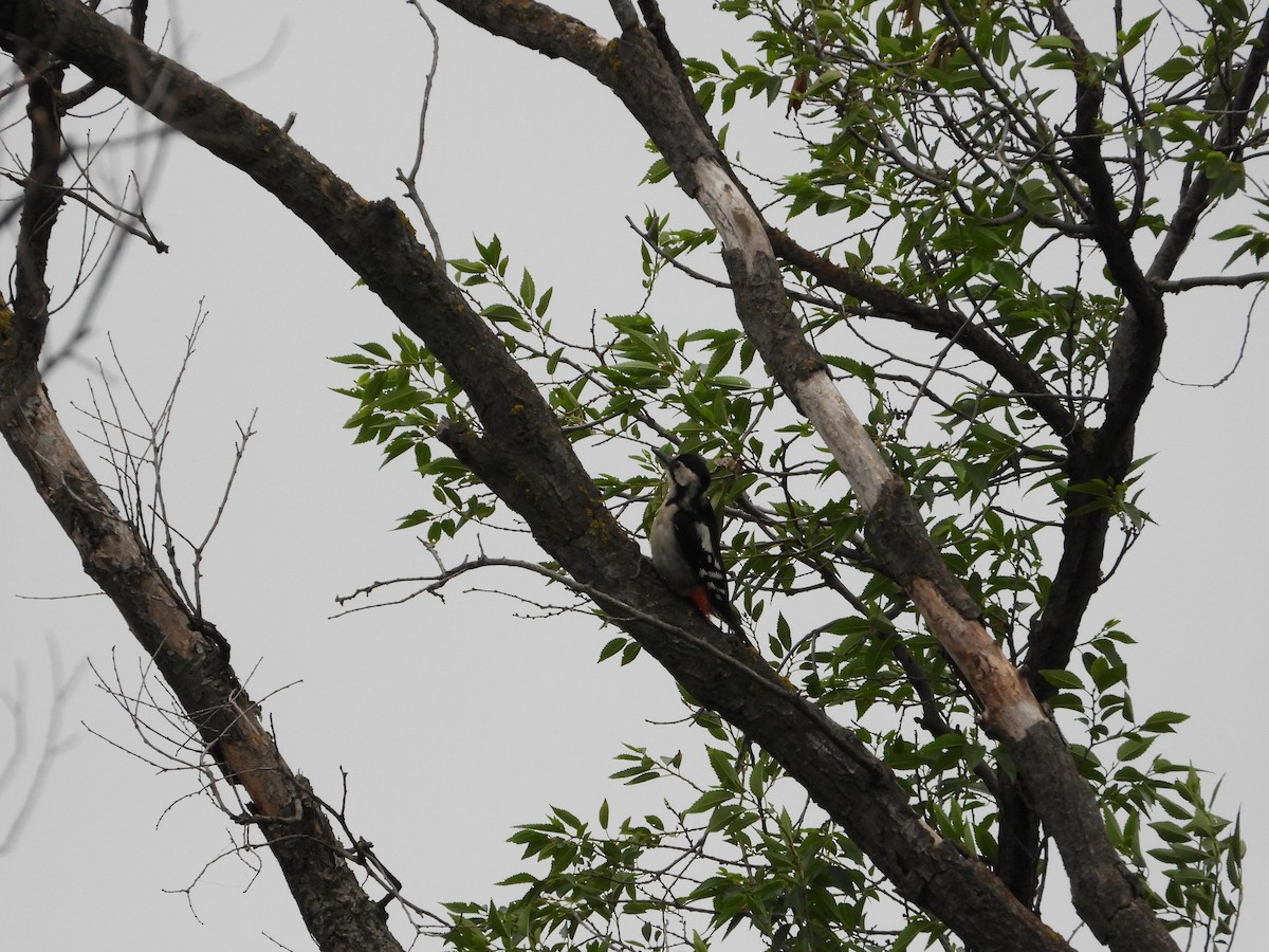 Syrian Woodpecker - Josip Turkalj