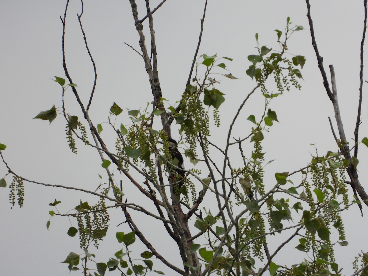 Syrian Woodpecker - ML619620419