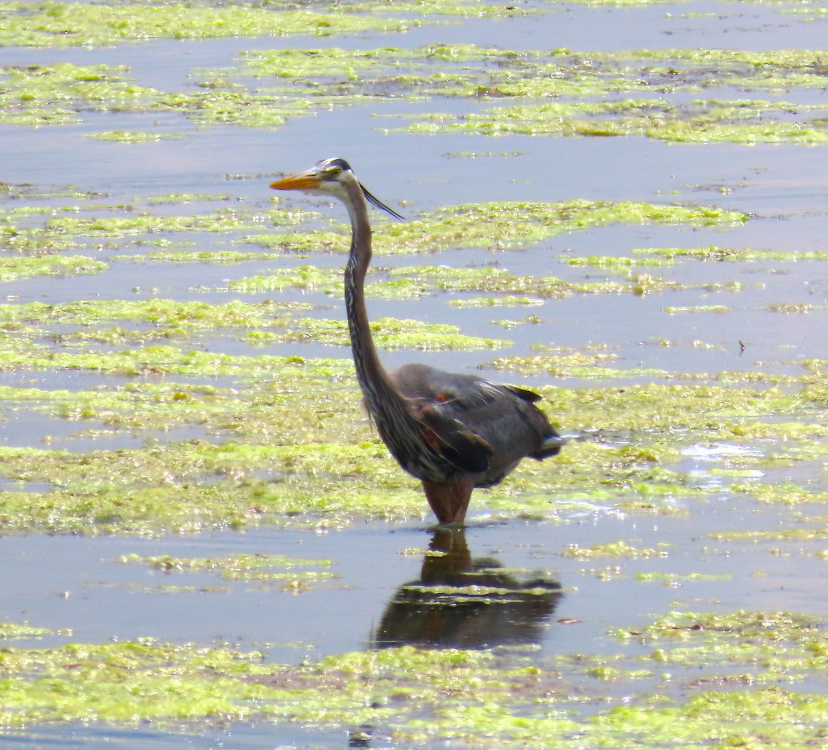 Great Blue Heron - Pat Sterbling