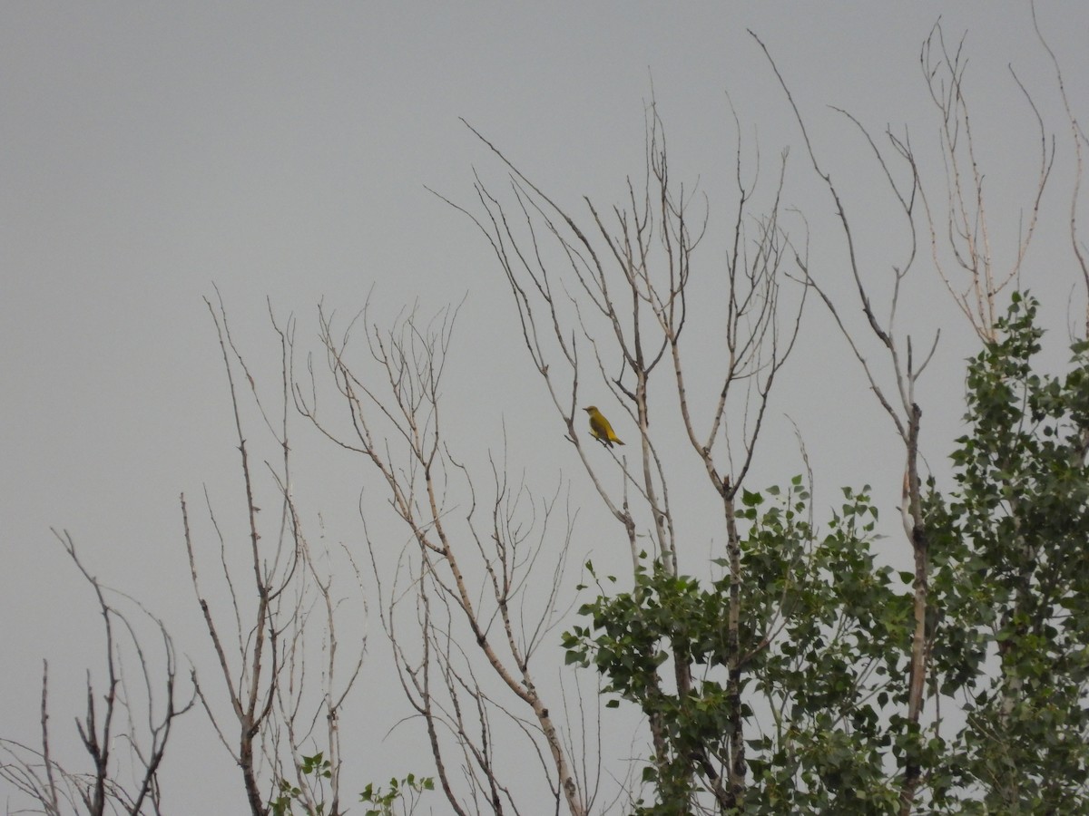 Eurasian Golden Oriole - ML619620424