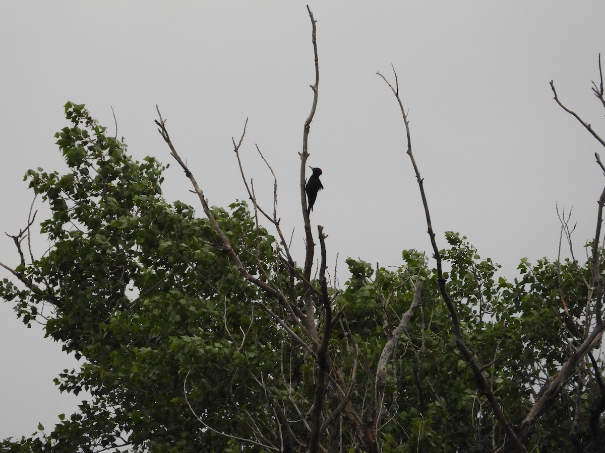 Black Woodpecker - Josip Turkalj