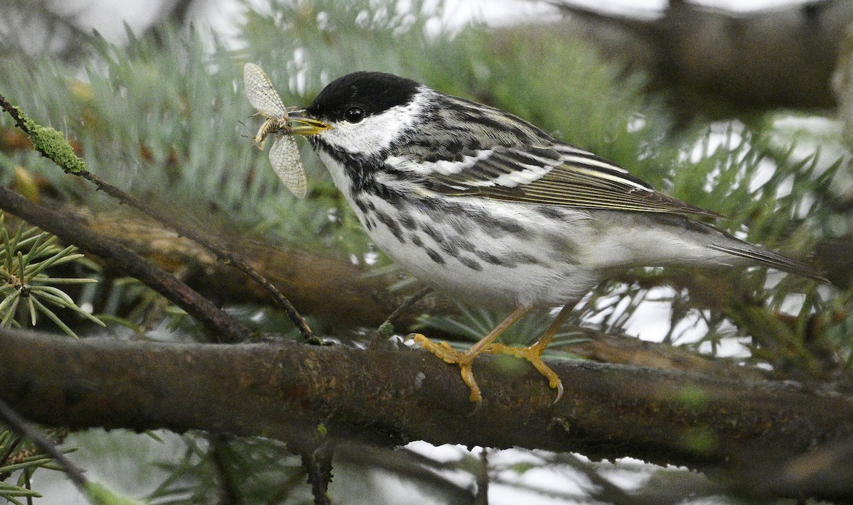 Blackpoll Warbler - steve sampson