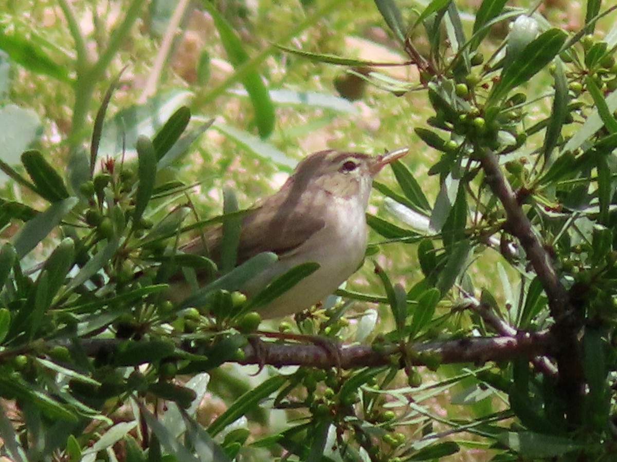 Eastern Olivaceous Warbler - Kseniia Marianna Prondzynska