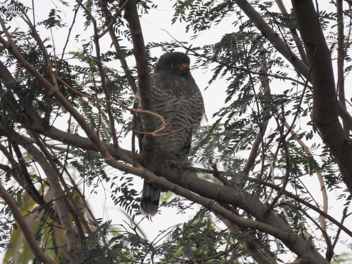 Roadside Hawk - Leonardo Bordin