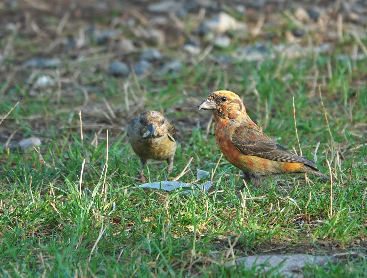 Red Crossbill - Claus Holzapfel