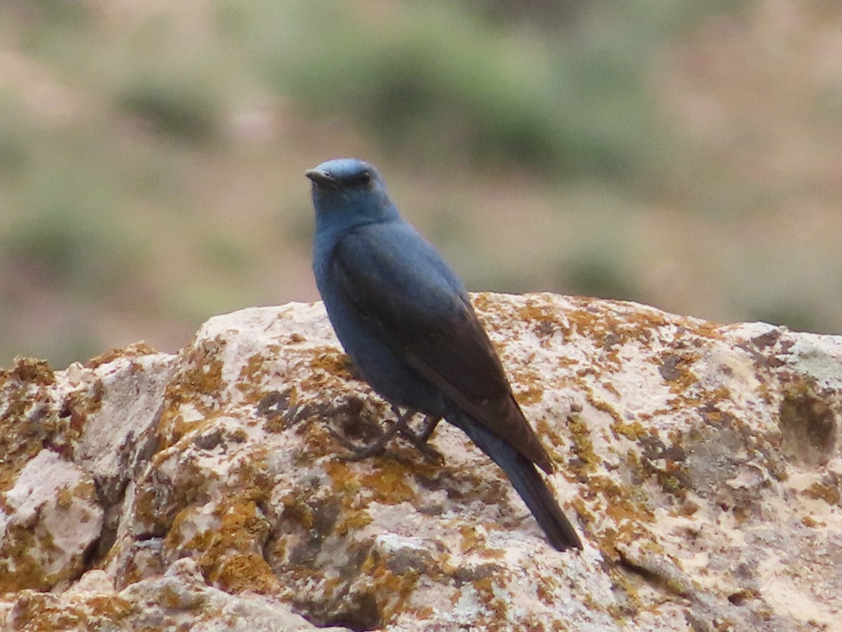 Blue Rock-Thrush - Kseniia Marianna Prondzynska