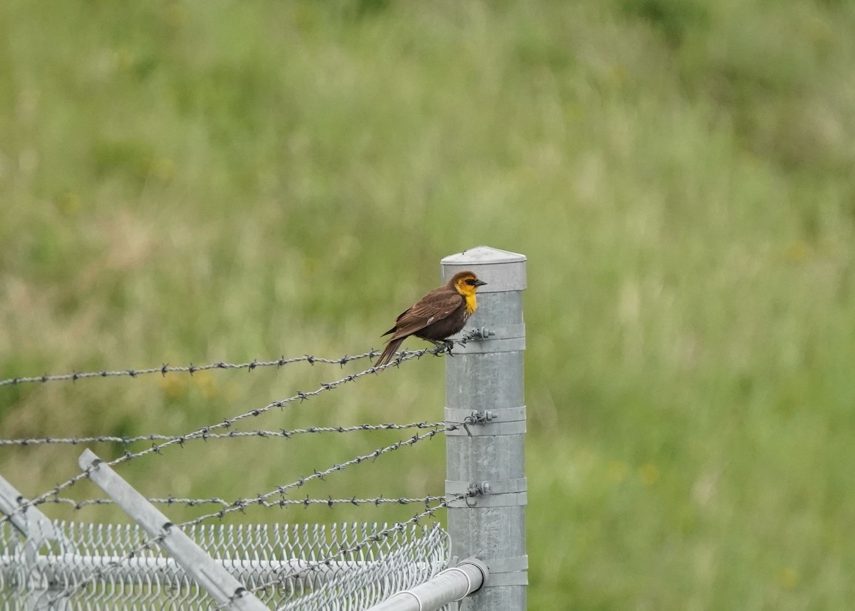 Yellow-headed Blackbird - Pam Hardy