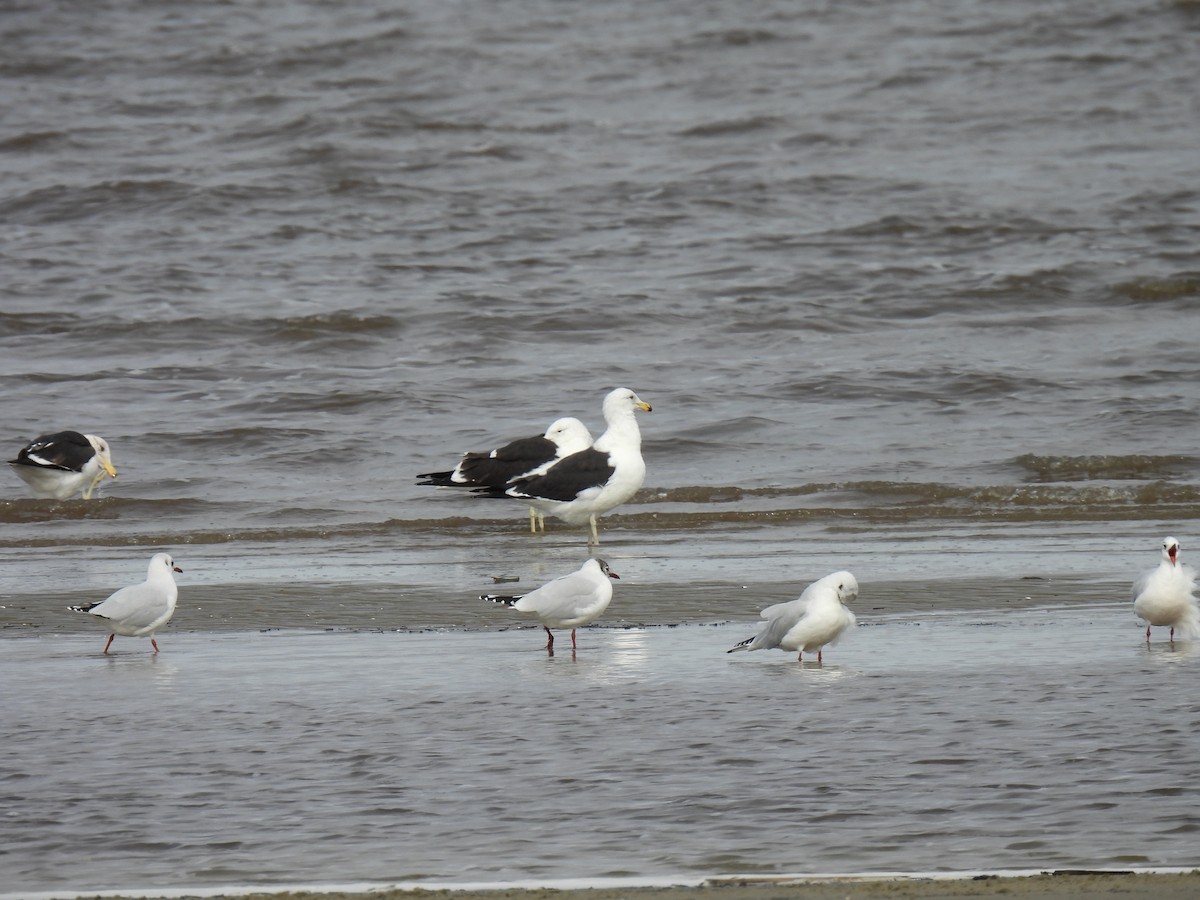 Kelp Gull - Silvana Mallo