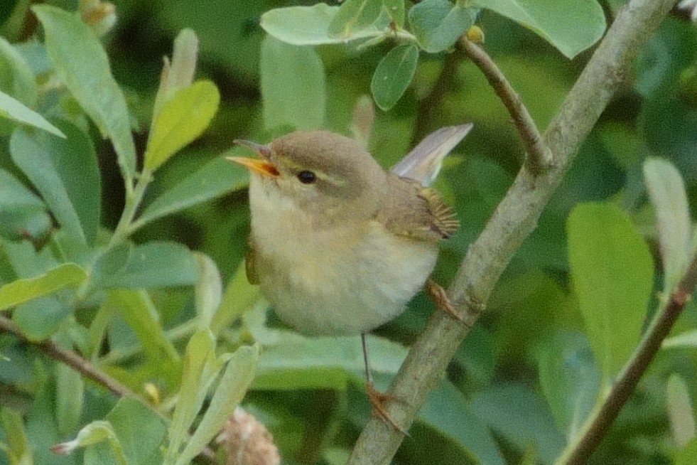 Willow Warbler - Anonymous User