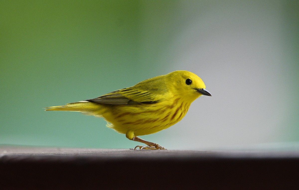 Yellow Warbler - steve sampson