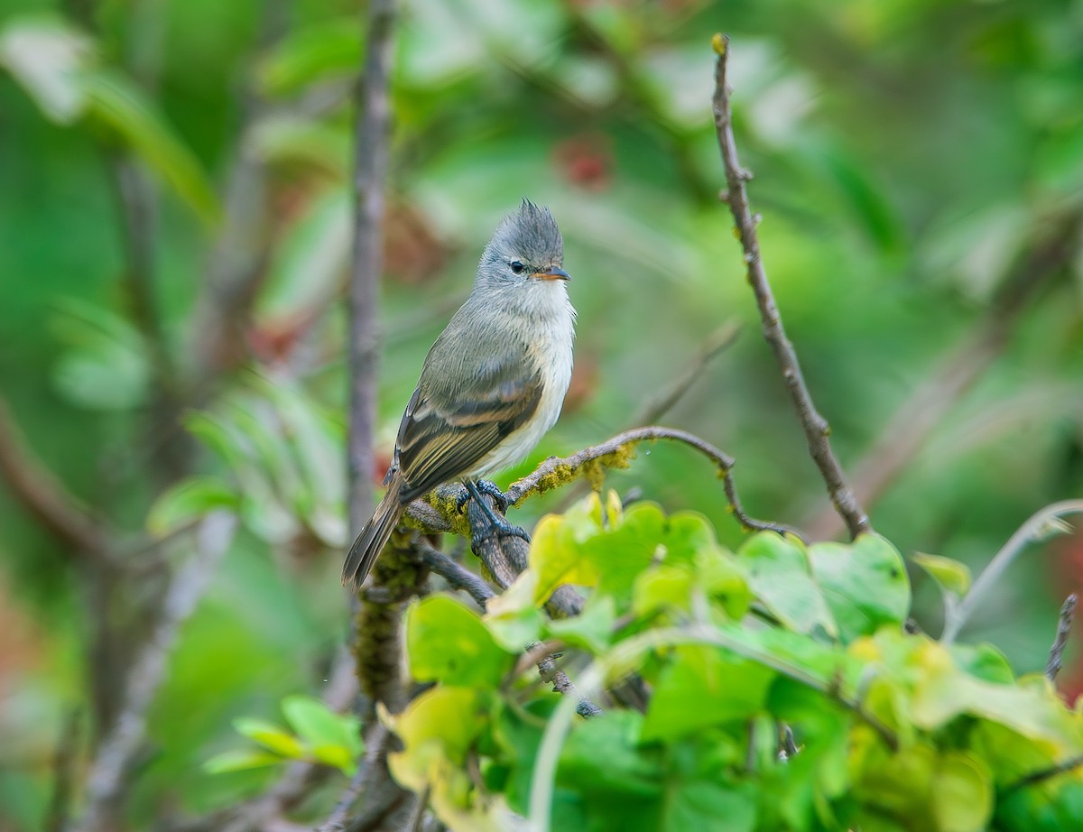 Southern Beardless-Tyrannulet - José Antonio Padilla Reyes