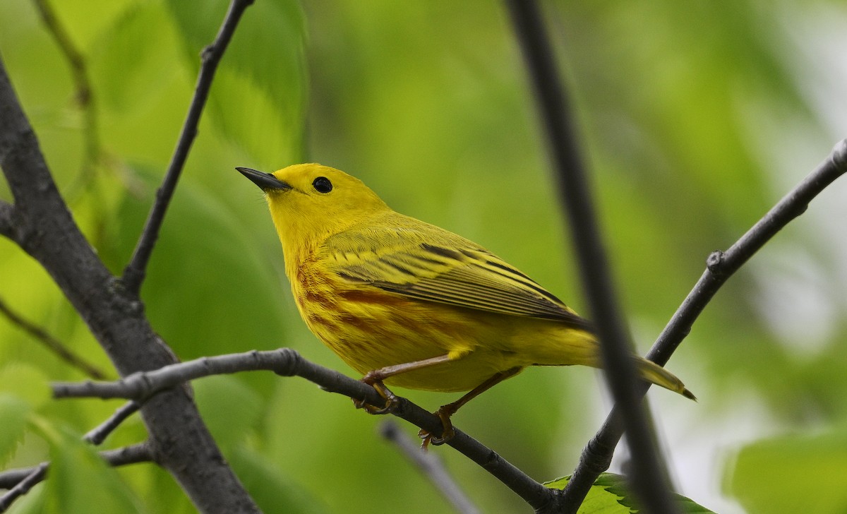 Yellow Warbler - steve sampson