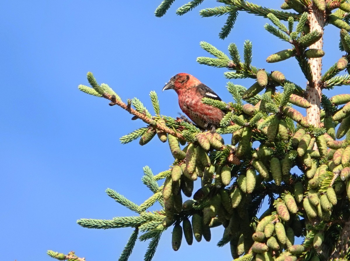 White-winged Crossbill - Claus Holzapfel