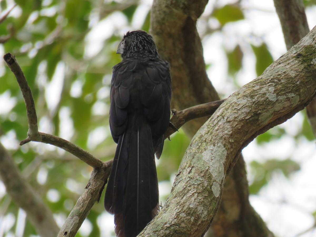 Groove-billed Ani - Sam Holcomb